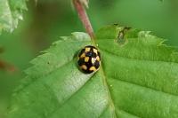 Propylea quatuordecimpunctata