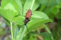 Anostirus purpureus