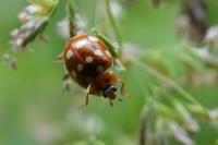 Calvia quatuordecimguttata