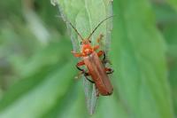 Cantharis livida