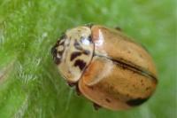 Aphidecta obliterata