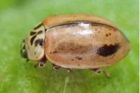 Aphidecta obliterata