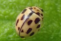 Propylea quatuordecimpunctata