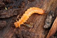 Pyrochroa coccinea