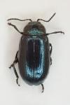 Phratora vulgatissima