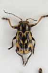 Pachybrachis sinuatus