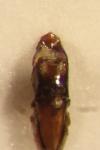 Pachybrachis sinuatus