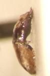 Pachybrachis sinuatus