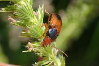 Diachromus germanus