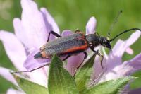 Anastrangalia dubia
