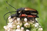 Anastrangalia dubia