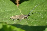 Agapanthia villosoviridescens