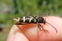 Clytus arietis