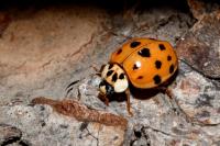 Harmonia axyridis