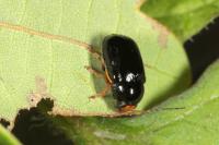 Cryptocephalus flavipes
