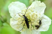 Rutpela nigra