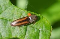 Athous vittatus