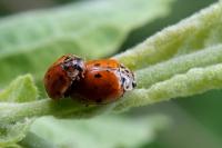 Adalia decempunctata