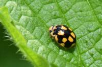 Propylea quatuordecimpunctata
