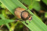 Onthophagus coenobita