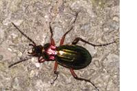 Carabus auronitens