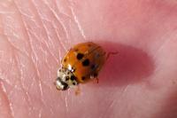 Adalia decempunctata