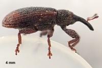 Bradybatus kellneri