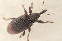 Bradybatus kellneri