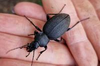 Carabus coriaceus