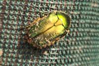 Cetonia aurata