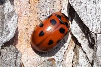 Gonioctena decemnotata