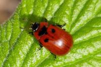 Gonioctena viminalis