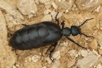 Meloe proscarabaeus