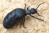Meloe proscarabaeus