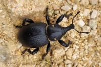 Liparus coronatus