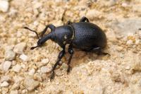 Liparus coronatus