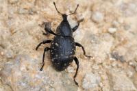 Liparus glabrirostris
