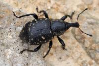Liparus glabrirostris