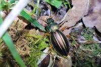 Carabus auratus