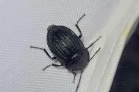 Phosphuga atrata