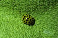 Psyllobora vigintiduopunctata