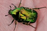 Cetonia aurata