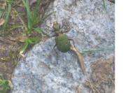Cicindela campestris