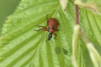 Apoderus coryli