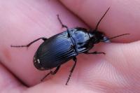Abax ovalis