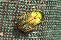 Cetonia aurata