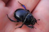 Anoplotrupes stercorosus