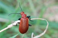 Pyrochroa serraticornis