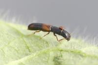 Nemozoma elongatum
