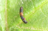 Nemozoma elongatum